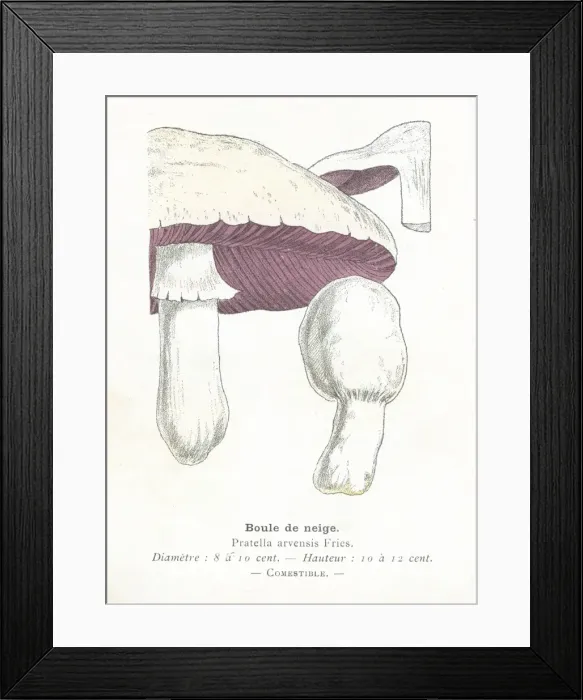 Framed Print : Snowball mushroom engraving 1895 Framed Print : Snowball mushroom engraving 1895