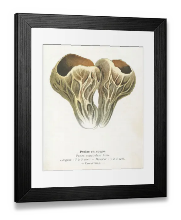 Framed Print : Palomino cup mushroom engraving 1895 Framed Print : Palomino cup mushroom engraving 1895