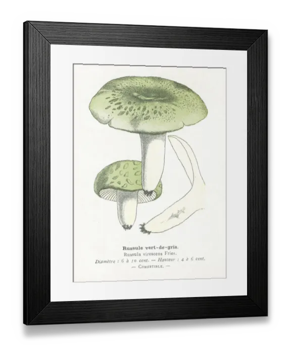 Framed Print : Green Russula mushroom engraving 1895 Framed Print : Green Russula mushroom engraving 1895