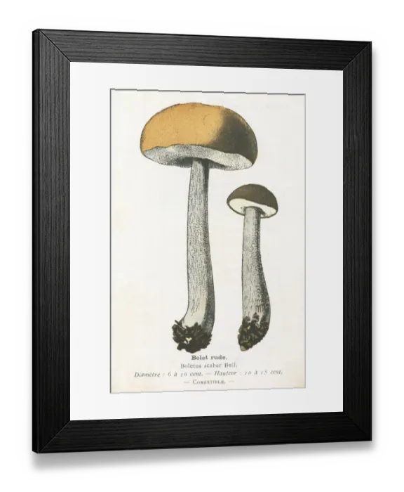 Framed Print : Birch bolete mushroom engraving 1895 Framed Print : Birch bolete mushroom engraving 1895