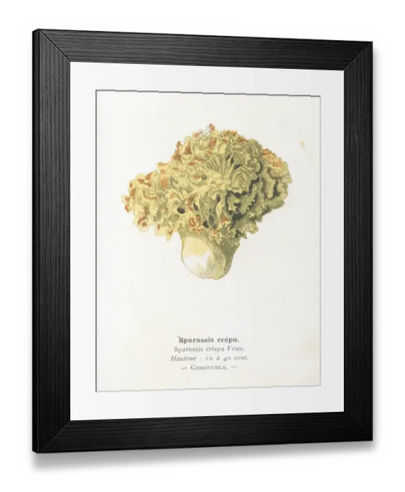 Framed Print : Cauliflower fungus engraving 1895 Framed Print : Cauliflower fungus engraving 1895