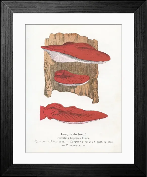 Framed Print : Ox tongue mushroom engraving 1895 Framed Print : Ox tongue mushroom engraving 1895