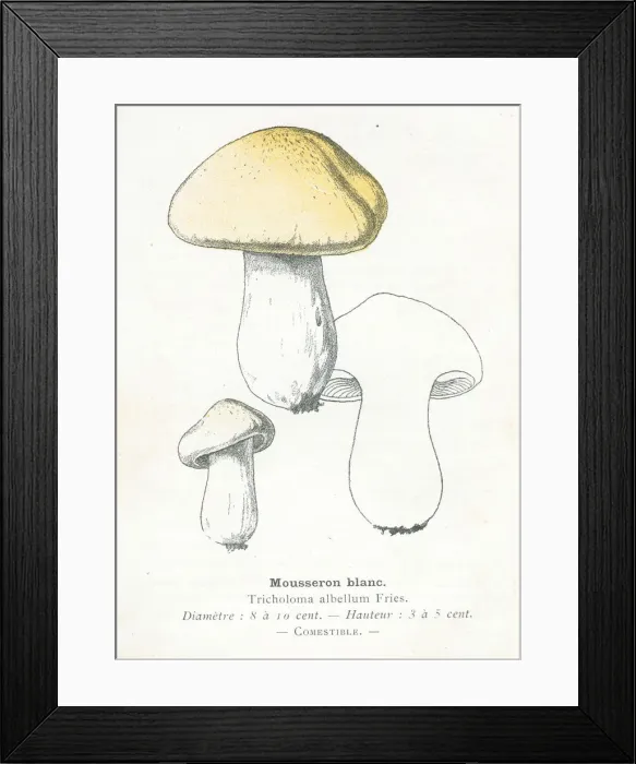 Framed Print : Mousseron mushroom engraving 1895 Framed Print : Mousseron mushroom engraving 1895