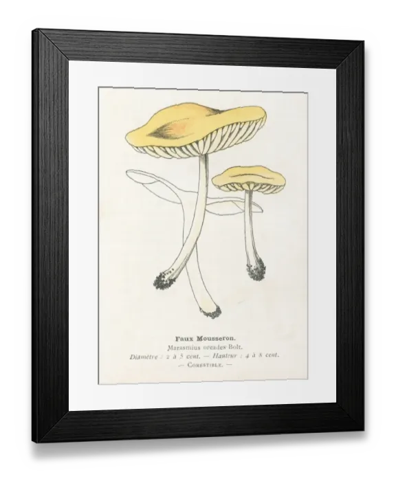 Framed Print : Flase mousseron mushroom engraving 1895 Framed Print : Flase mousseron mushroom engraving 1895