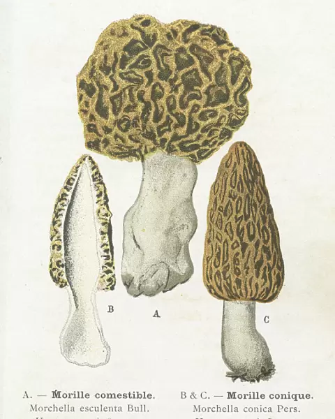 Morels mushroom engraving 1895