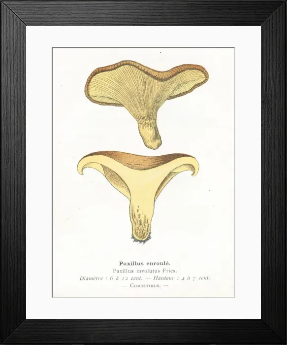Framed Print : Paxillus mushroom engraving 1895 Framed Print : Paxillus mushroom engraving 1895