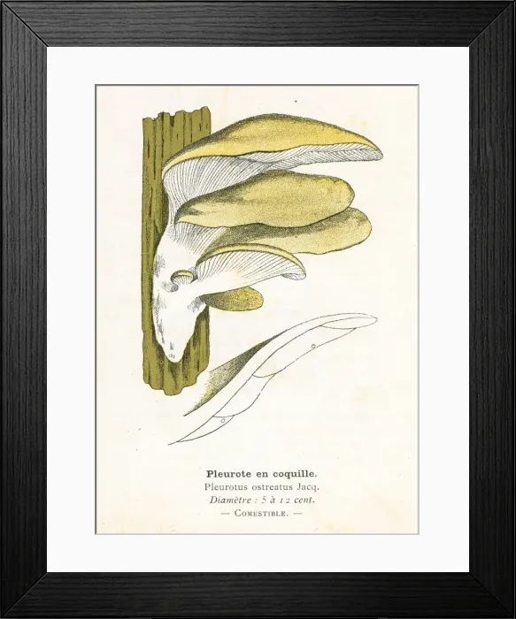 Framed Print : Oyster Mushroom engraving 1895 Framed Print : Oyster Mushroom engraving 1895