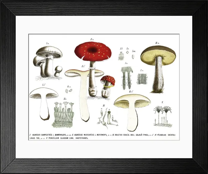 Framed Print : mushrooms. Antique illustration of a Medicinal and Herbal Plants Framed Print : mushrooms. Antique illustration of a Medicinal and Herbal Plants