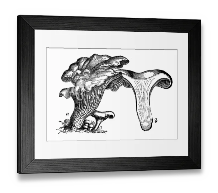 Framed Print : Botany plants antique engraving illustration: Cantharellus cibarius (chanterelle, girolle) Framed Print : Botany plants antique engraving illustration: Cantharellus cibarius (chanterelle, girolle)