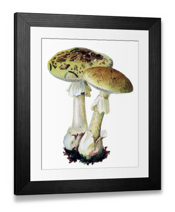 Framed Print : mushroom death cap Framed Print : mushroom death cap