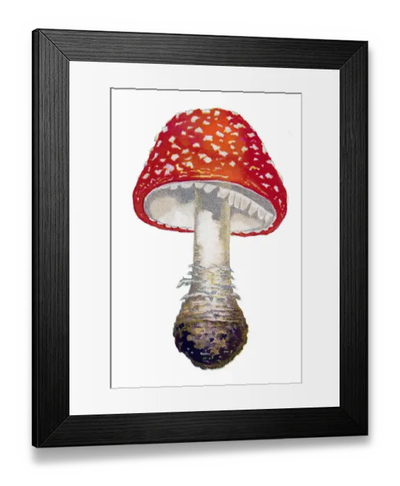 Framed Print : mushroom fly agaric, fly amanita, amanita Framed Print : mushroom fly agaric, fly amanita, amanita