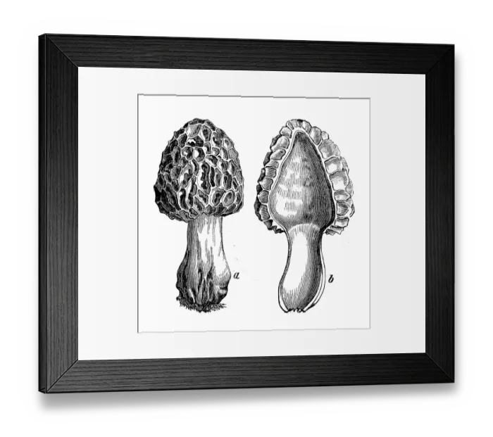 Framed Print : Botany plants antique engraving illustration: Morchella esculenta (common morel, morel, yellow morel, true morel, morel mushroom, sponge morel) Framed Print : Botany plants antique engraving illustration: Morchella esculenta (common morel, morel, yellow morel, true morel, morel mushroom, sponge morel)