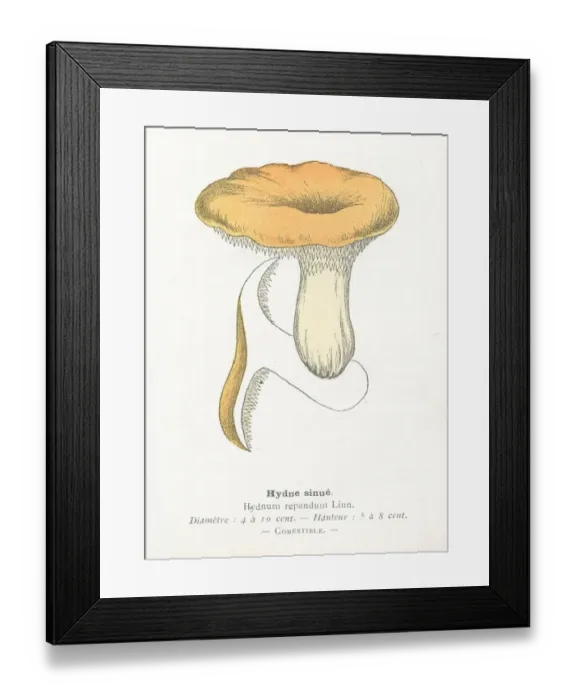 Framed Print : Hedgehog mushroom engraving 1895 Framed Print : Hedgehog mushroom engraving 1895