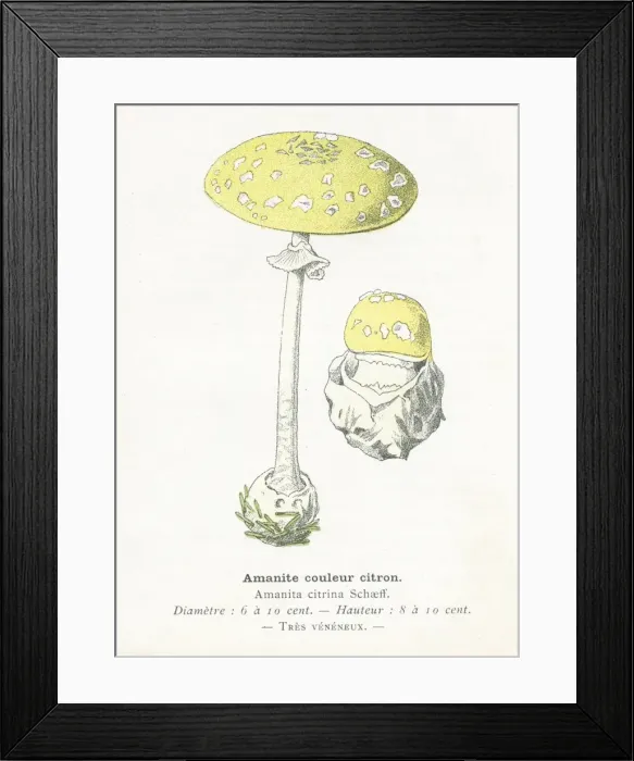 Framed Print : Citrus Amanita Mushroom engraving 1895