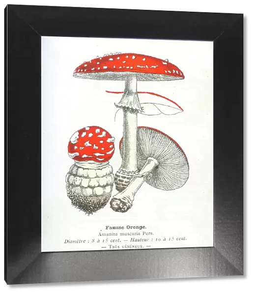 Fly agaric mushroom engraving 1895