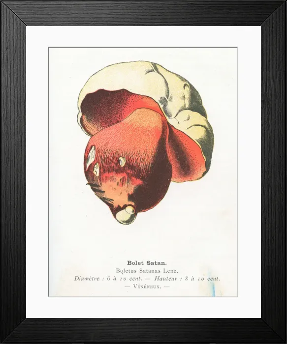Framed Print : Satan boletus mushroom engraving 1895 Framed Print : Satan boletus mushroom engraving 1895