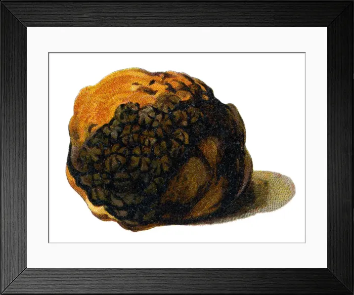 Framed Print : truffle. Antique illustration of a Medicinal and Herbal Plants Framed Print : truffle. Antique illustration of a Medicinal and Herbal Plants