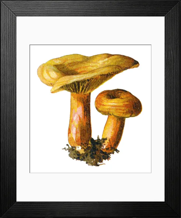 Framed Print : saffron milk cap, red pine mushroom Framed Print : saffron milk cap, red pine mushroom