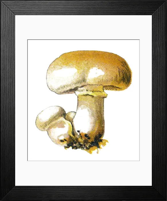 Framed Print : champignon Framed Print : champignon