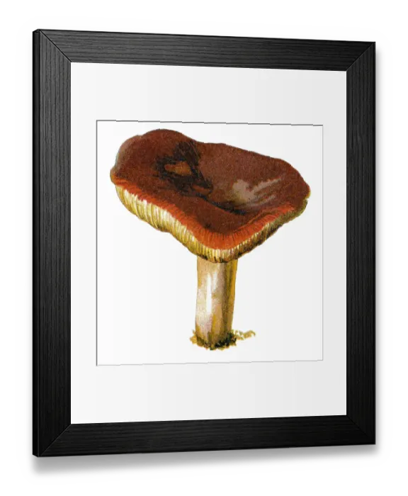 Framed Print : mushroom. Antique illustration of a Medicinal and Herbal Plants Framed Print : mushroom. Antique illustration of a Medicinal and Herbal Plants