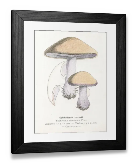 Framed Print : Tricholoma mushroom engraving 1895 Framed Print : Tricholoma mushroom engraving 1895