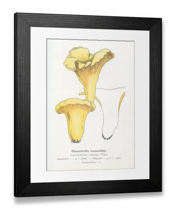 Framed Print : Chanterelle mushroom engraving 1895 Framed Print : Chanterelle mushroom engraving 1895