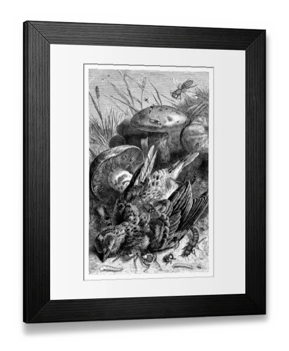 Framed Print : Rove and burying beetles eating dead bird Framed Print : Rove and burying beetles eating dead bird