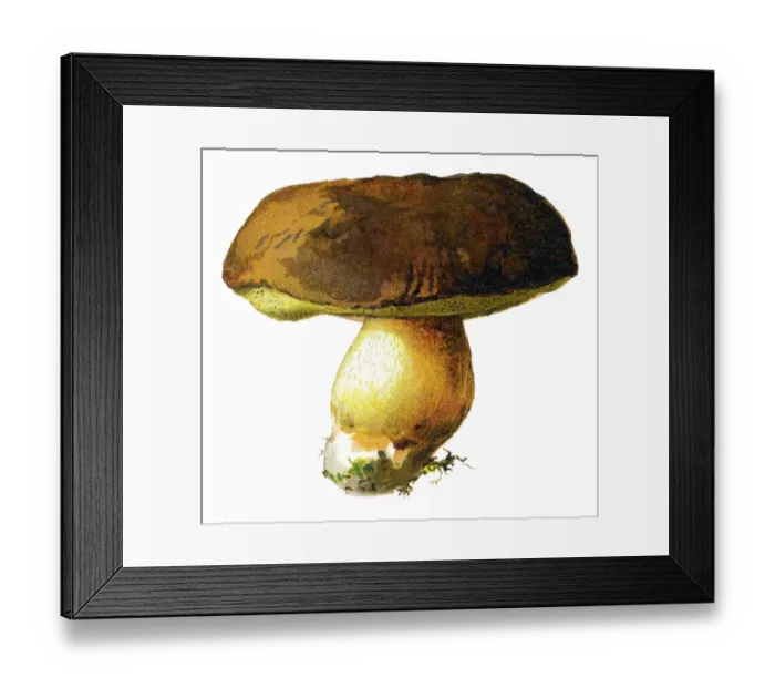 Framed Print : mushroom. Antique illustration of a Medicinal and Herbal Plants Framed Print : mushroom. Antique illustration of a Medicinal and Herbal Plants