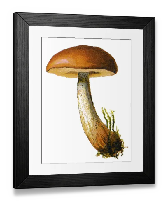Framed Print : mushroom. Antique illustration of a Medicinal and Herbal Plants Framed Print : mushroom. Antique illustration of a Medicinal and Herbal Plants