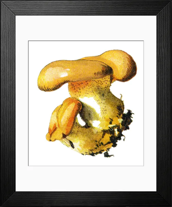 Framed Print : mushroom. Antique illustration of a Medicinal and Herbal Plants Framed Print : mushroom. Antique illustration of a Medicinal and Herbal Plants