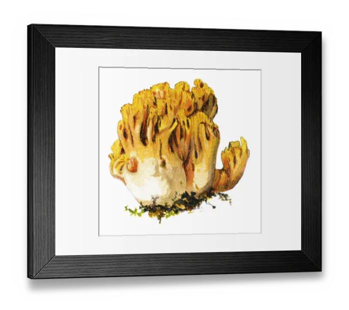 Framed Print : mushroom. Antique illustration of a Medicinal and Herbal Plants Framed Print : mushroom. Antique illustration of a Medicinal and Herbal Plants