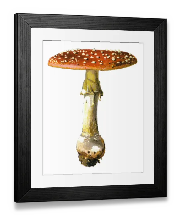 Framed Print : amanita. Antique illustration of a Medicinal and Herbal Plants