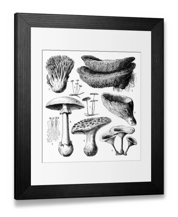 Framed Print : Botany plants antique engraving illustration: Hymenomycetes Framed Print : Botany plants antique engraving illustration: Hymenomycetes