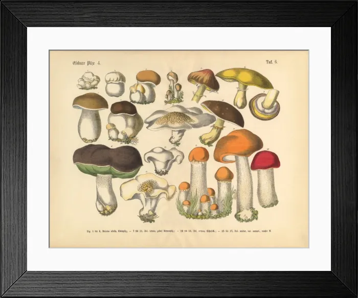 Framed Print : Edible Mushrooms, Victorian Botanical Illustration Framed Print : Edible Mushrooms, Victorian Botanical Illustration