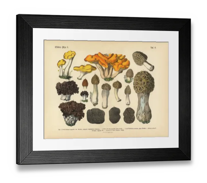 Framed Print : Edible Mushrooms, Victorian Botanical Illustration Framed Print : Edible Mushrooms, Victorian Botanical Illustration