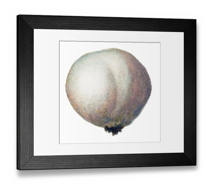Framed Print : mushroom brown puffball, black bovist Framed Print : mushroom brown puffball, black bovist