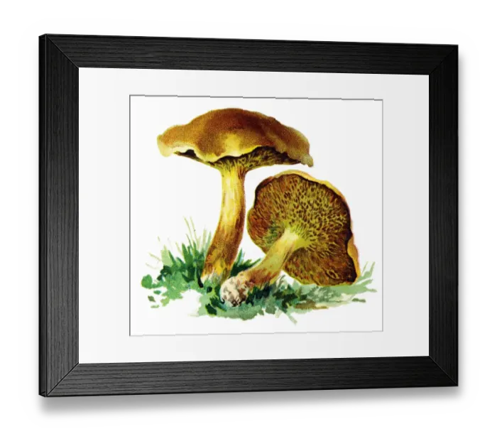 Framed Print : mushroom slippery jack, sticky bun, brown cap, bolete fungus Framed Print : mushroom slippery jack, sticky bun, brown cap, bolete fungus