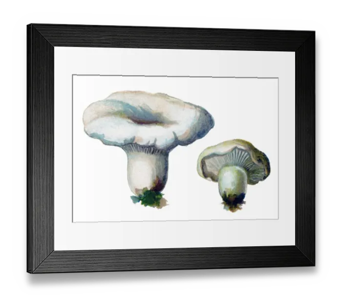Framed Print : mushroom peppery milk-cap Framed Print : mushroom peppery milk-cap