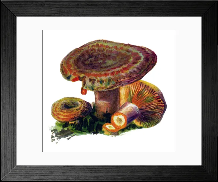 Framed Print : mushroom saffron milk cap, red pine mushroom Framed Print : mushroom saffron milk cap, red pine mushroom