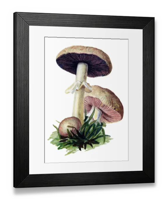 Framed Print : mushroom field mushroom, meadow mushroom Framed Print : mushroom field mushroom, meadow mushroom