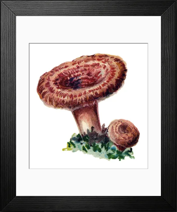 Framed Print : mushroom woolly milkcap or the bearded milkcap Framed Print : mushroom woolly milkcap or the bearded milkcap