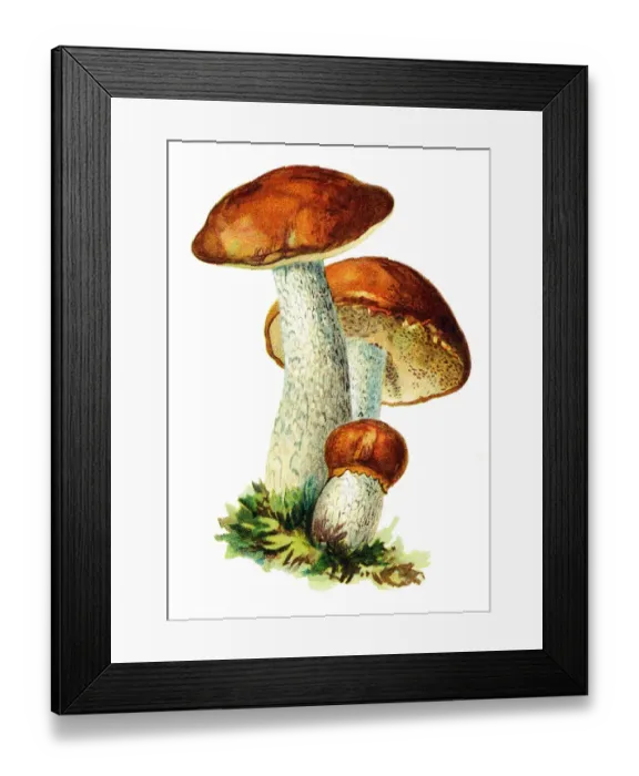 Framed Print : mushroom Boletus Framed Print : mushroom Boletus