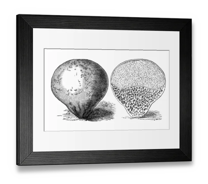 Framed Print : Botany plants antique engraving illustration: Bovista plumbea (paltry puffball) Framed Print : Botany plants antique engraving illustration: Bovista plumbea (paltry puffball)