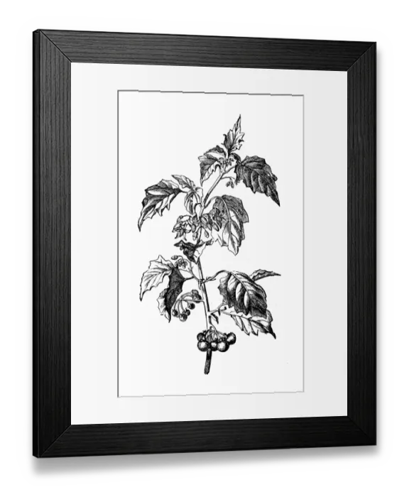 Framed Print : Botany plants antique engraving illustration: Solanum nigrum (European black nightshade, black nightshade, duscle, garden nightshade, garden huckleberry, hounds berry, petty morel, wonder berry) Framed Print : Botany plants antique engraving illustration: Solanum nigrum (European black nightshade, black nightshade, duscle, garden nightshade, garden huckleberry, hounds berry, petty morel, wonder berry)