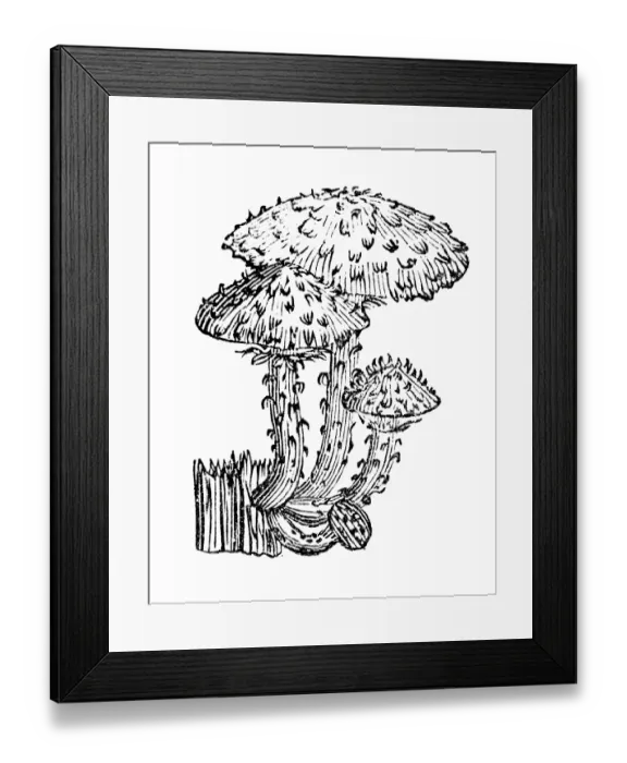 Framed Print : Antique illustration of shaggy scalycap or shaggy Pholiota (Pholiota squarrosa) Framed Print : Antique illustration of shaggy scalycap or shaggy Pholiota (Pholiota squarrosa)