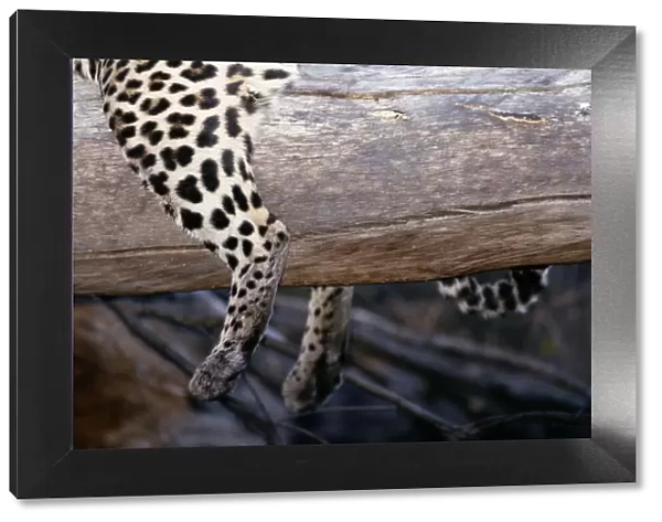 Leopard (Panthera pardus) lying on log, close-up