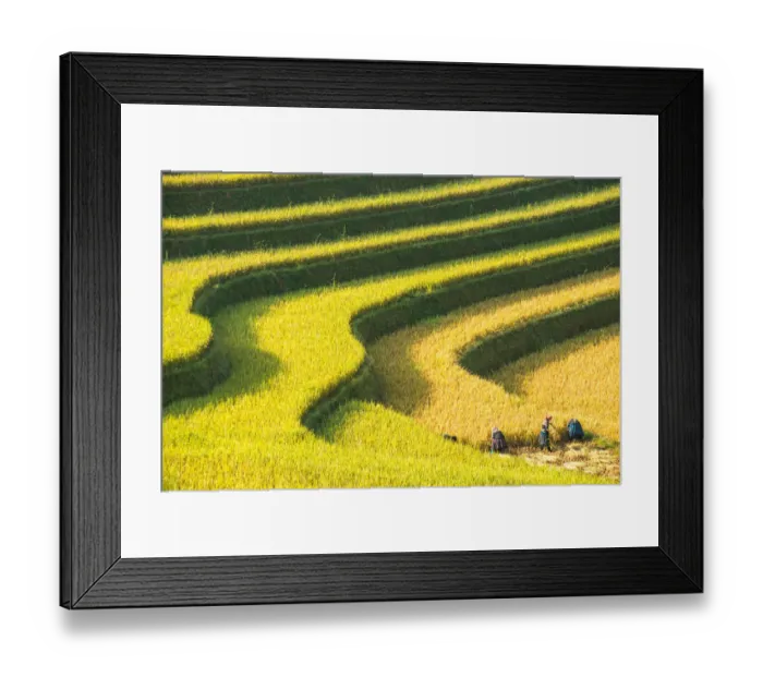 Framed Print : Rice terraces in Mu Cang Chai, North Vietnam Framed Print : Rice terraces in Mu Cang Chai, North Vietnam