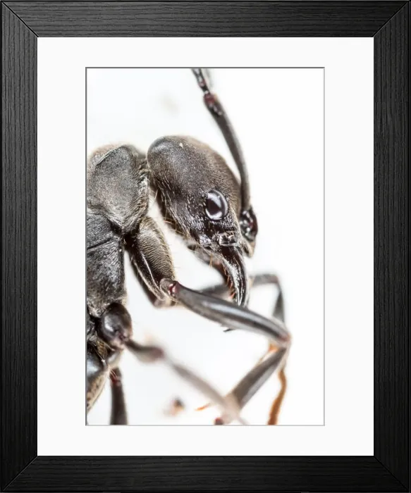 Framed Print : Extreme macro shot of ant Framed Print : Extreme macro shot of ant