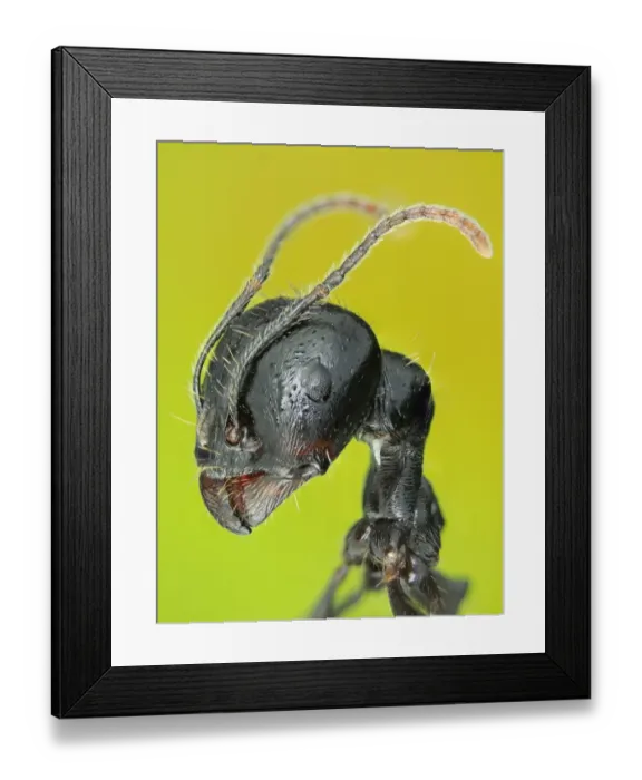 Framed Print : Washed face Framed Print : Washed face