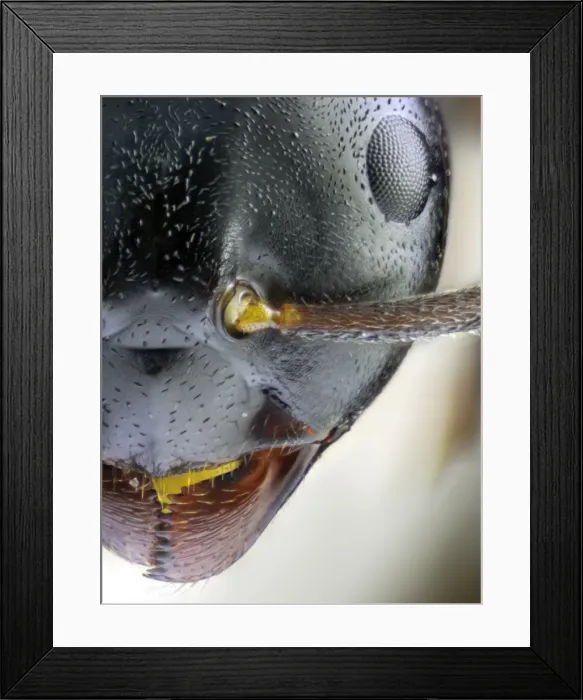 Framed Print : The Atomic Ant Framed Print : The Atomic Ant